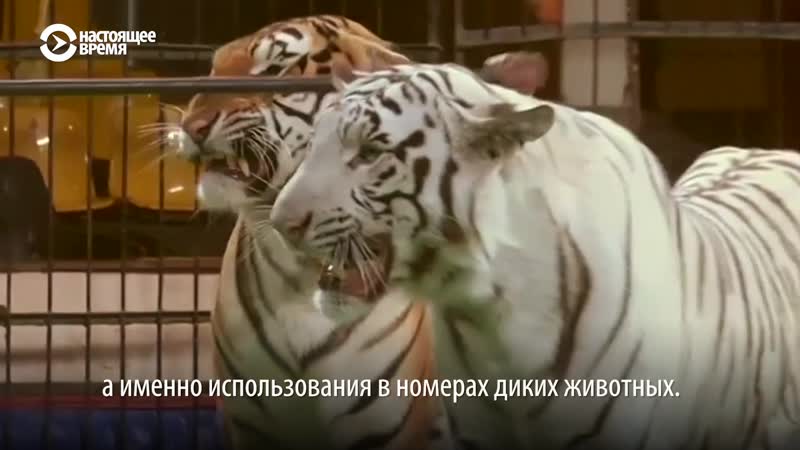 Запашный против зооактивистов и cirque du soleil