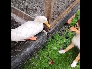 Best friends scratch one anothers backs