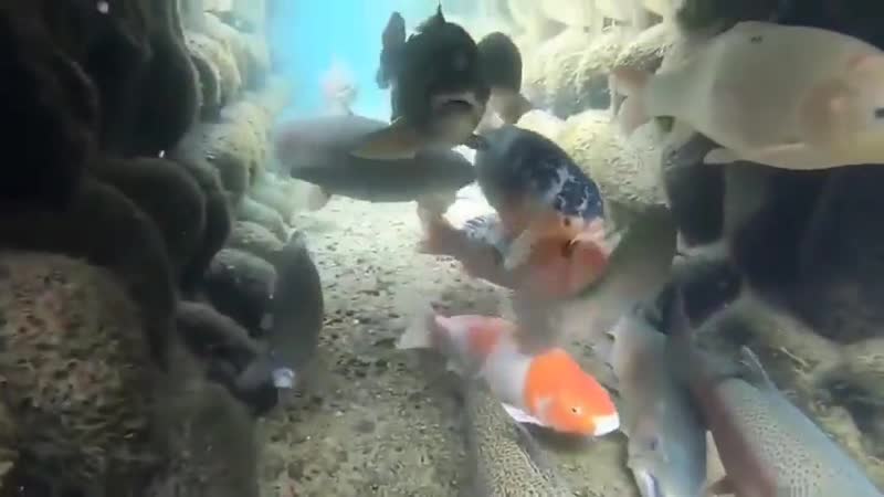 Японская канализация настолько чистая, что…