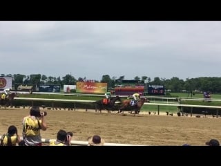 Monomoy girl takes the acorn