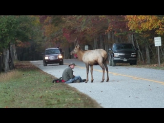 A young elk challenges a photographer who just wants to get a few good nature shots