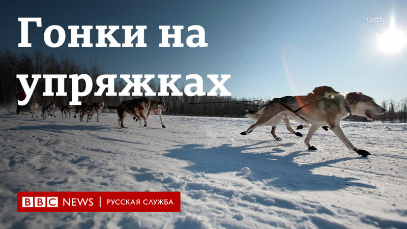 Понос и мороз как проходят собачьи бега