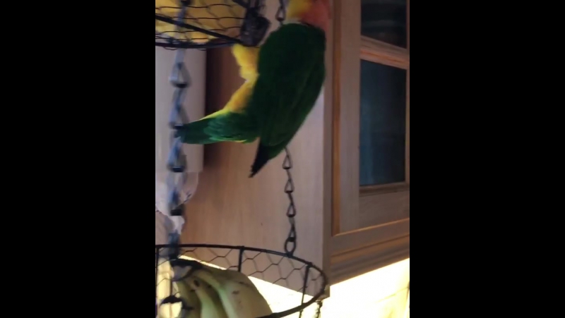 Киви porn video – Kiwi the caique птичка, попугай киви, попугайчик 6