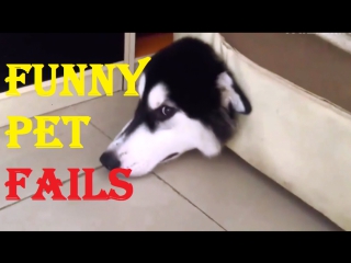 Funny pet fails by the pet collective приколы с молодые | best videos