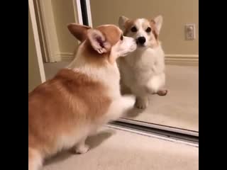 Woof mp4
