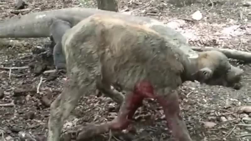 🦖комодский варан убивает теленка на глазах у его матери