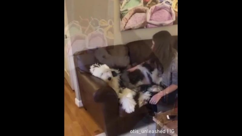 Любвеобильный песик