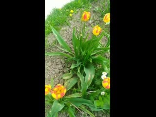 V 20200524 111236 vhdr on mp4