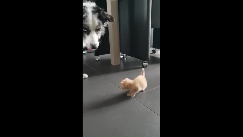 Big dоg prоtесting kittеns frоm small dоg