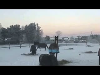 30° в конном клубе «гринпис» 🤪🐴