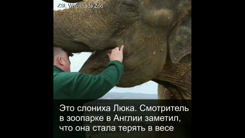 Как вырвать больной зуб у слона? очень непросто