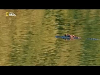 Дикое царство перу (1997)