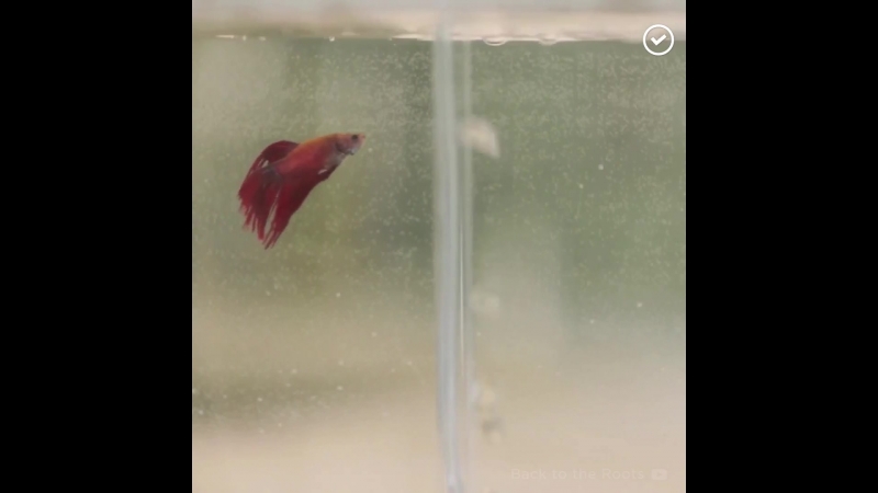 Акваферма как вырастить салат на дому