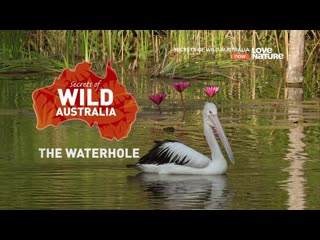 Secrets of wild australia водоемы