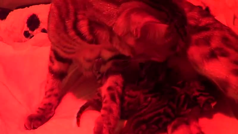 Pregnant bengal cat giving birth to 4 kittens emotional