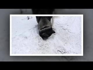 Начало весны, прогулка с #хаски the beginning of spring, a walk with #husky