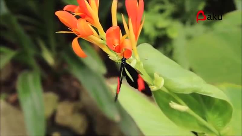 Лейла алиева &amp; руслан агабабаев одна (2018) ///бакинский джаzz///