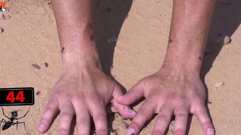 Укусы огненных муравьев красные муравьи кусают и жалят койот питерсон