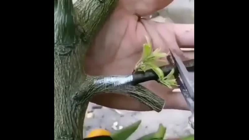 Идеальная привиа = проект «garden» дача | сад | огород