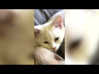 Rescue piglets try and nurse from rescue cat