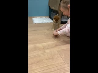 Tadakatsu vendy in new home