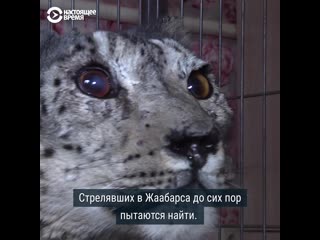 Кыргызстанцы спасают раненого барса