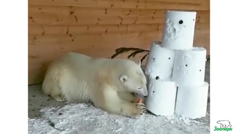 Медведице из ленинградского зоопарка подарили снеговика