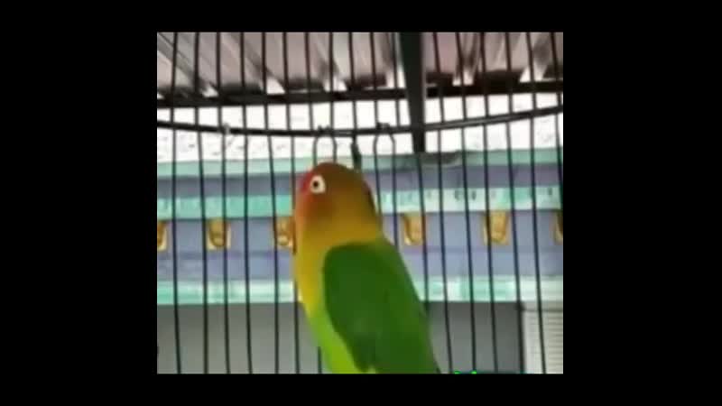 Продам попугая