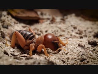 Jerusalem crickets only date drummers (deep look)