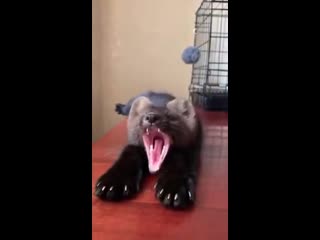 Домашний соболь