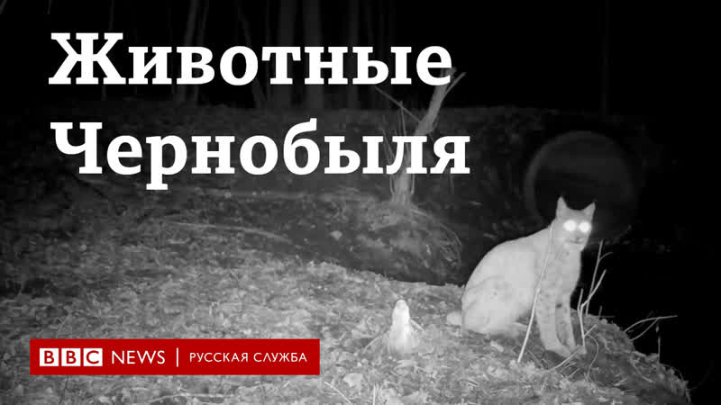 Как живут молодые в чернобыле