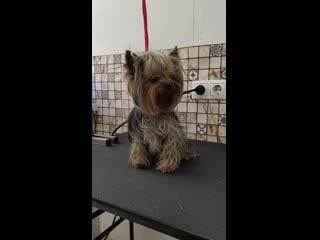 Video 20200602 141530 mp4