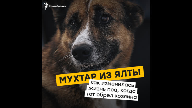 Мухтар 2 или история крымского хатико продолжается