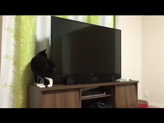 Schrodinger's tv cat also sprach zarathustra