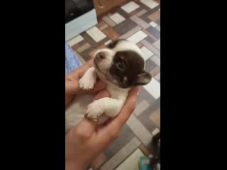 Дочка искры