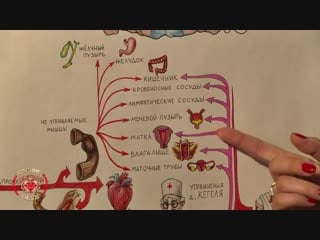 Упражнения кегеля при гормональных нарушениях эндометриоз, кисты, миомы, полипы