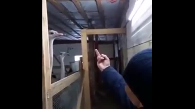 Страус, очень опасная птица а этот мужик знает секретный приём от них запоминаем, мало ли кому то пригодится это в жизни!