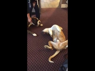 Эта собака настолько хорошо притворяется мертвой, что пугает другого пса