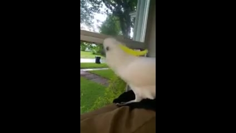 Сторожевой попугай