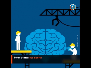 5 фактов о мозге