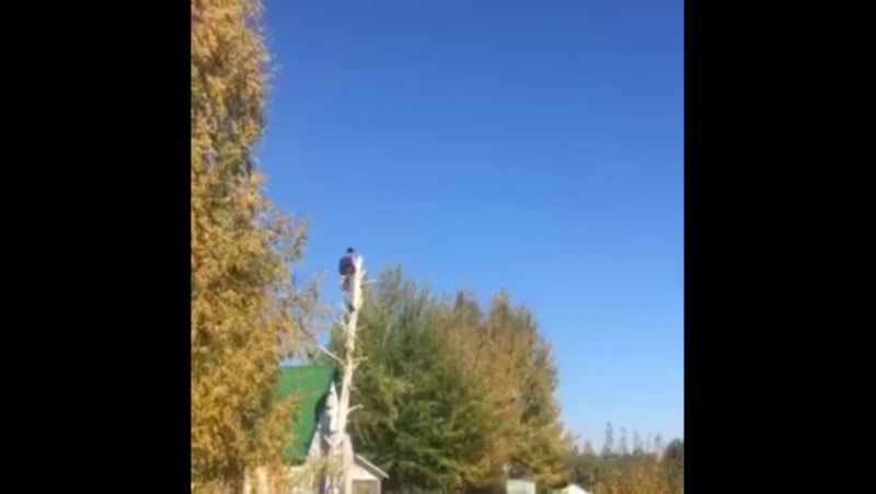 Спиливание, удаление деревьев, кустарника, расчистка участков, покос травы и вывоз любой сложности! 👍 ☎ 8 920 211 76 22