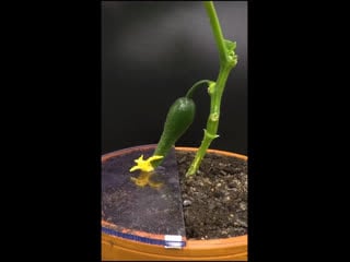 Огурец растёт