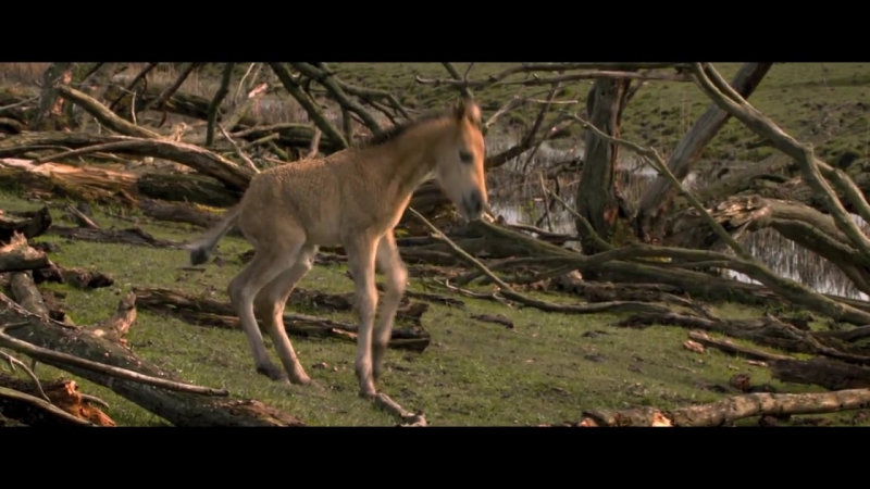 De nieuwe wildernis (vlaamse trailer)