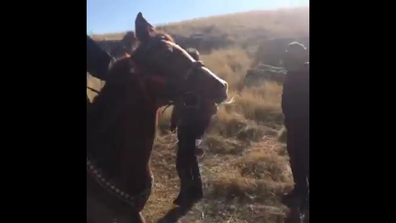 Cahit kayaoğlu at belinde (kvp set)