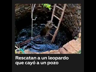 Rescatan a un leopardo que cayó a un pozo en la india