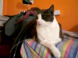 Наглый крыс!