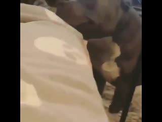 Purr joy kisses for doggo!