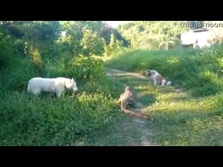Huge reptile goes head to head with two dogs