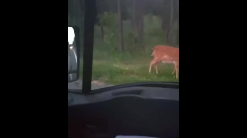 Милое видео, которое сняли на трассе м3 (недалеко от бегомля в сторону минска)