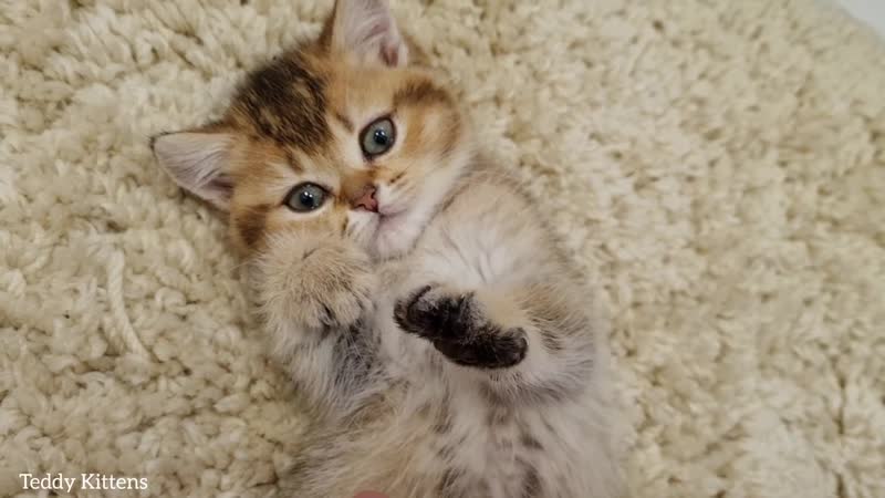 Котенок тоффи с очень милой и необычной мордашкой )